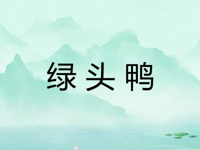绿头鸭 绿头鸭