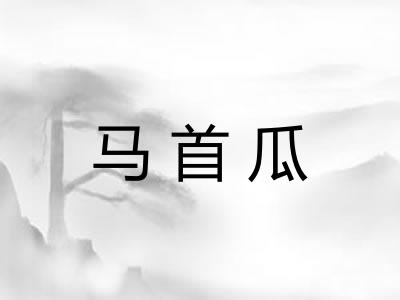 马首瓜 马首瓜