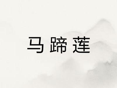 马蹄莲 马蹄莲