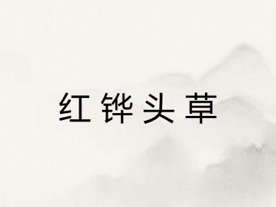 红铧头草 红铧头草