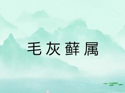 毛灰藓属 毛灰藓属
