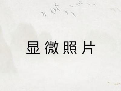 显微照片 显微照片
