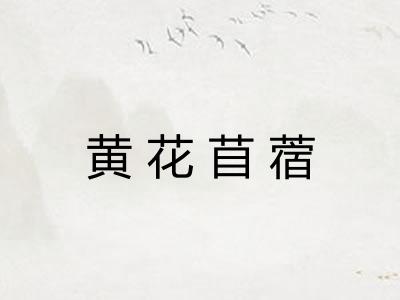 黄花苜蓿